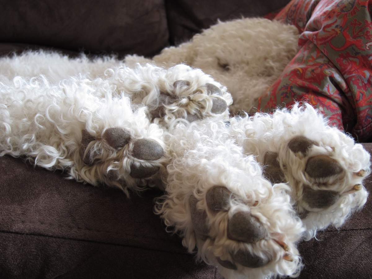 thelotusfeetofmydogguru thelotusfeetofmydogguru