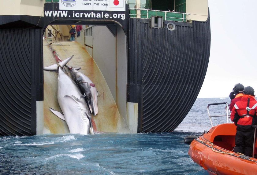 japan-whaling-2008 japan-whaling-2008