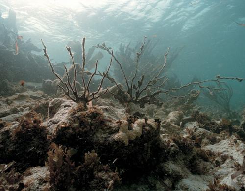 coral-reef-canary-project coral-reef-canary-project