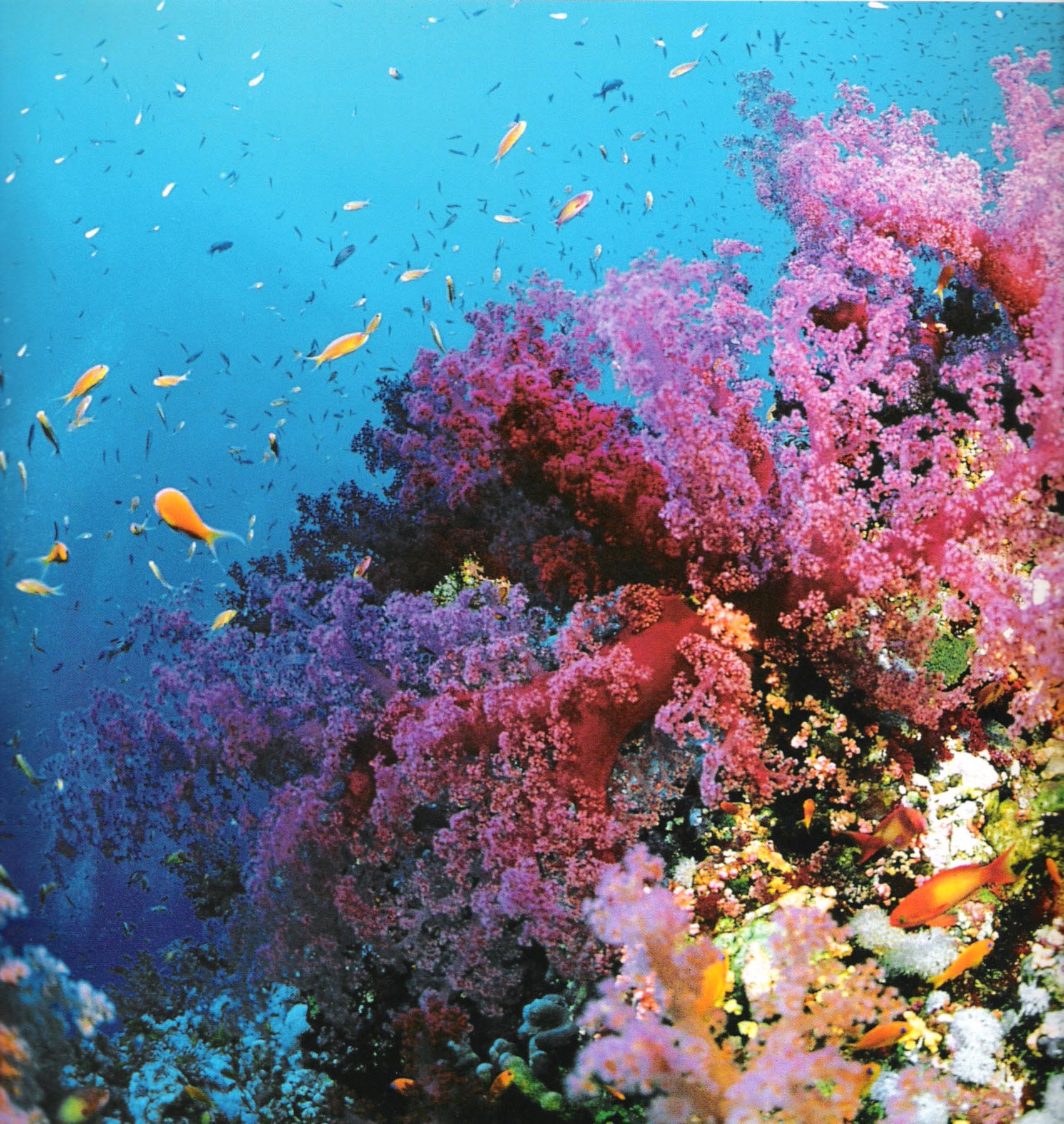 grande_barriere_de_corail_18 grande_barriere_de_corail_18