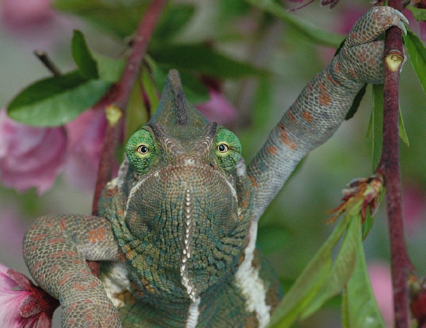 iguana iguana