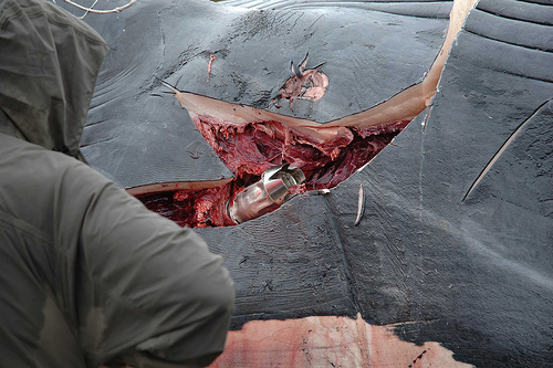 whale harpoon whale harpoon