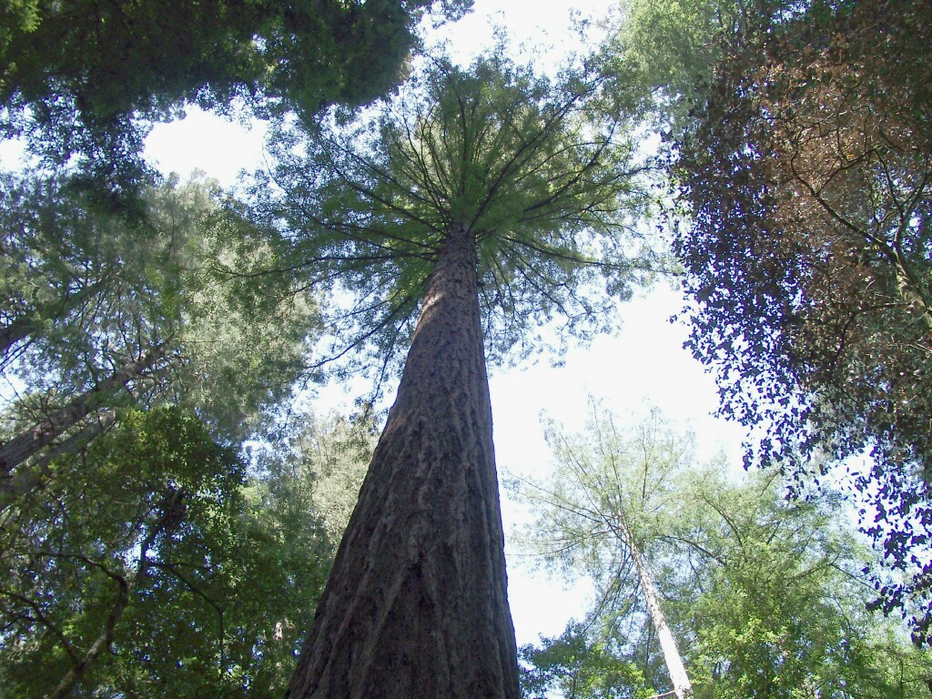 Giant Redwoods Giant Redwoods