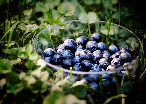 blueberries blueberries