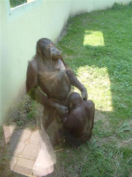 monkey2 monkey2