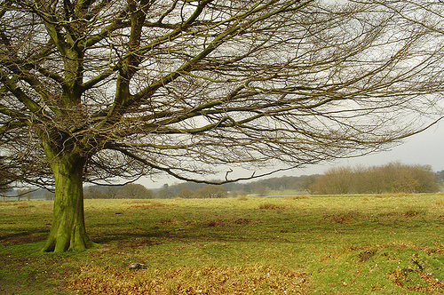 wildtree