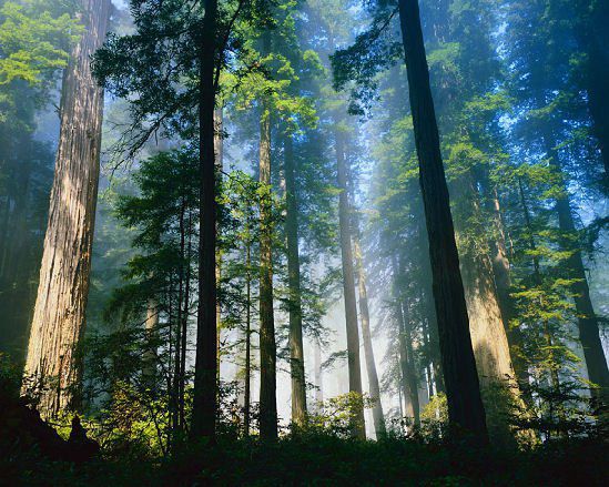 forest trees