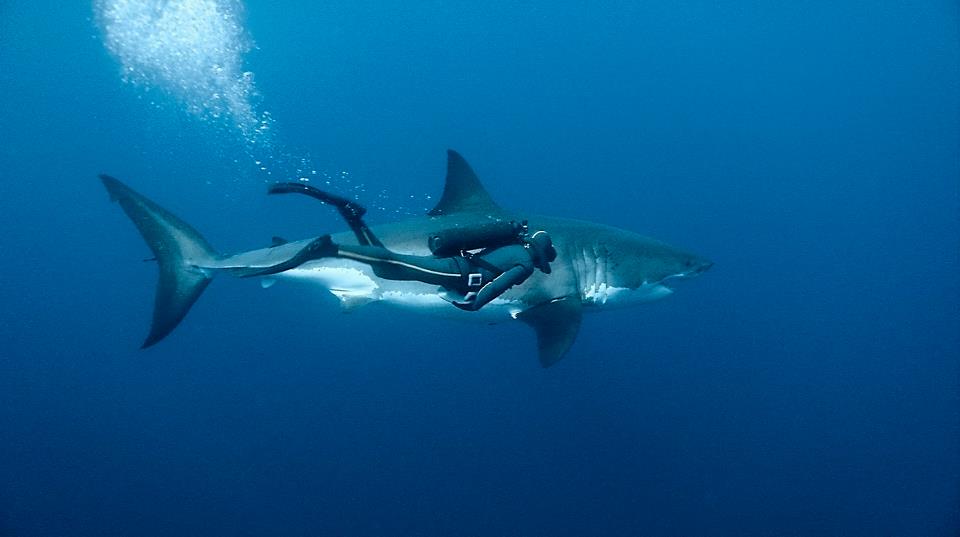 great white shark