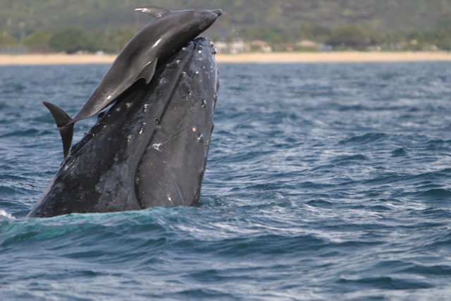 dolphinhumpbackwhale