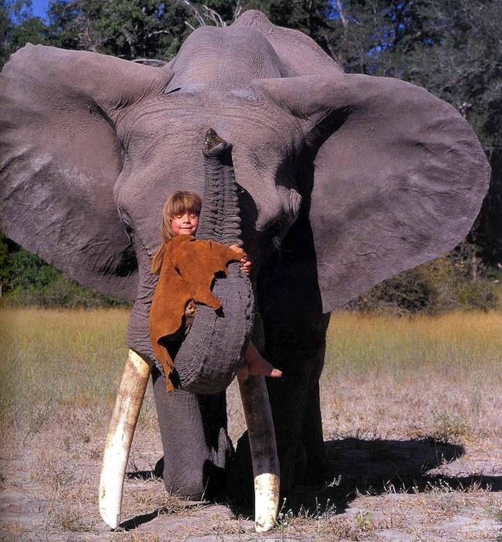 elephant