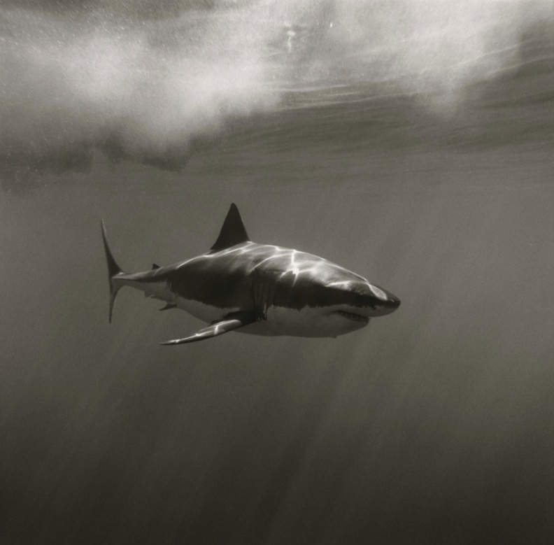 greg williams great white shark