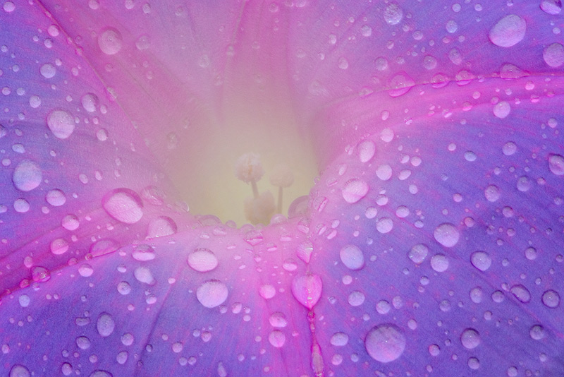 Morning-Glory-w-rain-soft-light-_O0W1496--Sanibel-FL