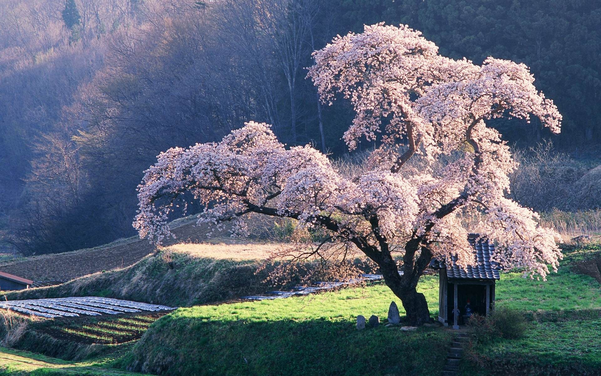 cherry blossom tree