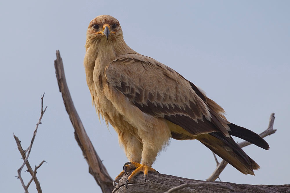 2012-tawny-eagle-0